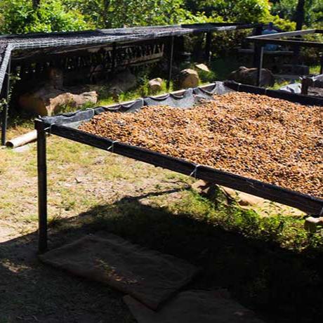 【中深煎り・芳醇な香りとソフトな酸味】エルサルバドル・ロマ ラ グロリア農園・150g/500g