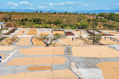NEW【中浅煎り・華やかで果実感ある紅茶のような味わい】ホンジュラスジャルディン農園 ハニープロセス ミディアムロースト・150g/500g