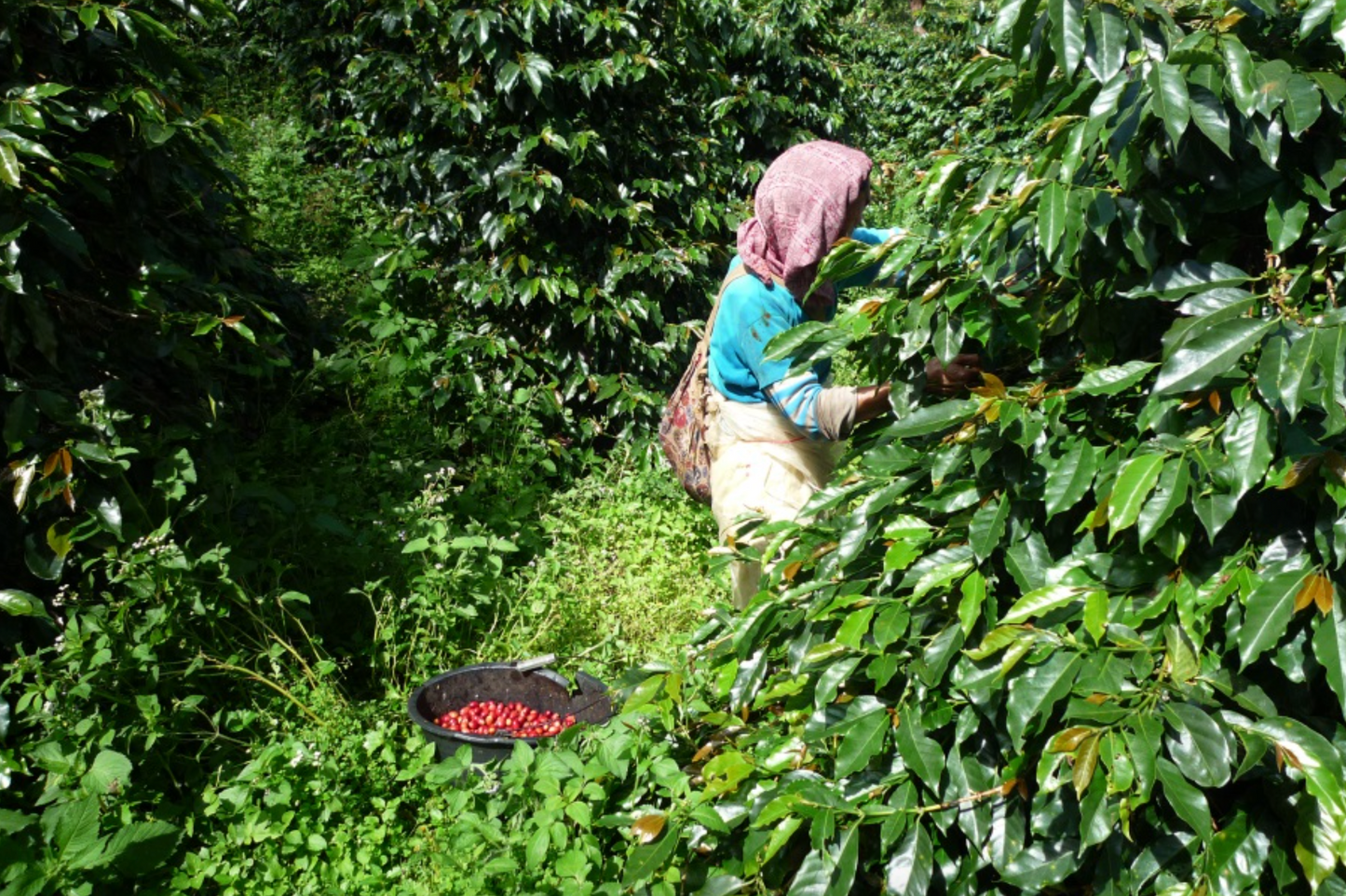 NEW【深煎り・しっかりとした甘味、コクとスパイス感】マンデリンG1アチェフォレストグリーン・150g/500g