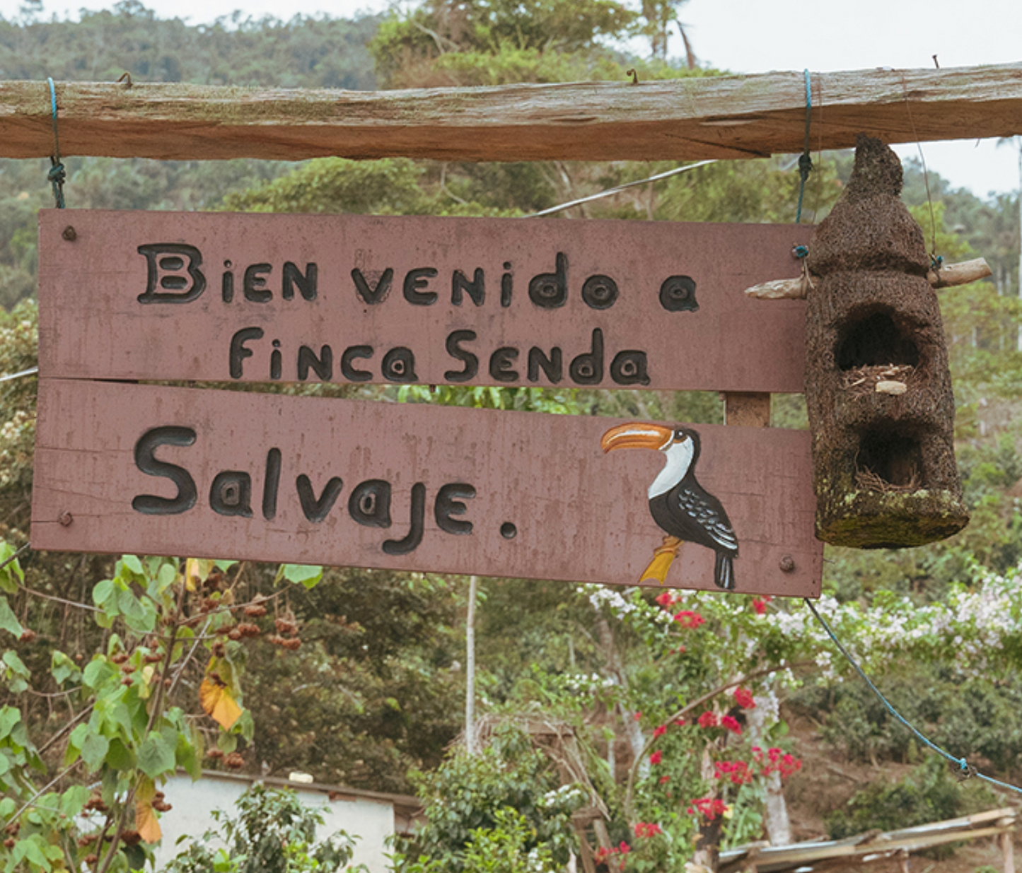 ボリビア・カリメロ ユフラ【浅煎り・紅茶のように上質で、黒糖の甘みが広がる】150g/500g