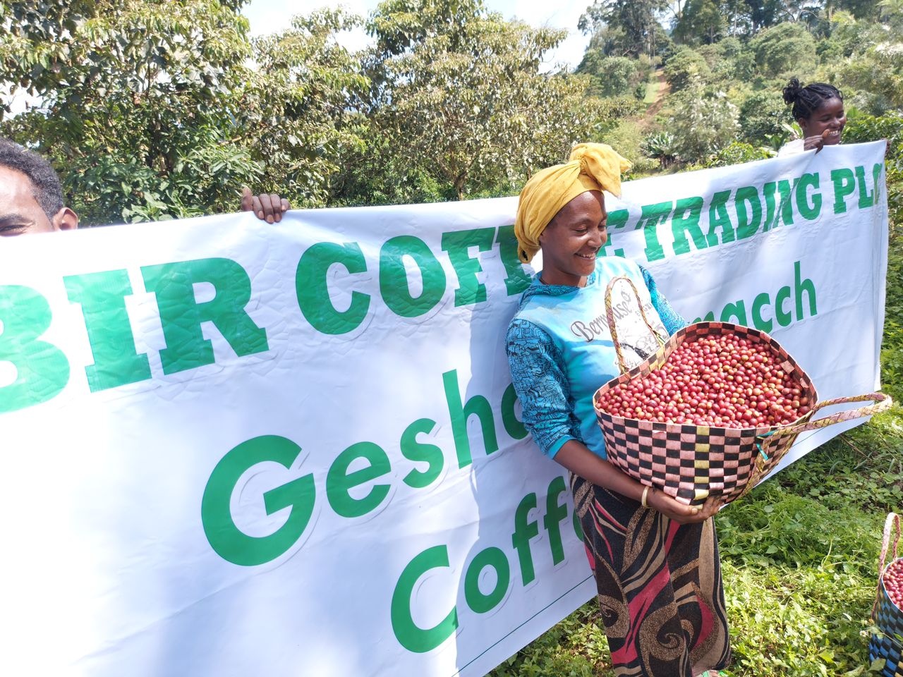 【浅煎り・花が開くような華やぎ。レモンティーの余韻が続く】エチオピア・ベンチマジ ケビルゲイシャ農園ナチュラル・150g/500g