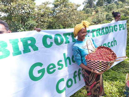 【浅煎り・花が開くような華やぎ。レモンティーの余韻が続く】エチオピア・ベンチマジ ケビルゲイシャ農園ナチュラル・150g/500g