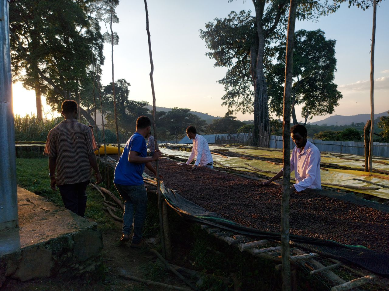 【浅煎り・花が開くような華やぎ。レモンティーの余韻が続く】エチオピア・ベンチマジ ケビルゲイシャ農園ナチュラル・150g/500g