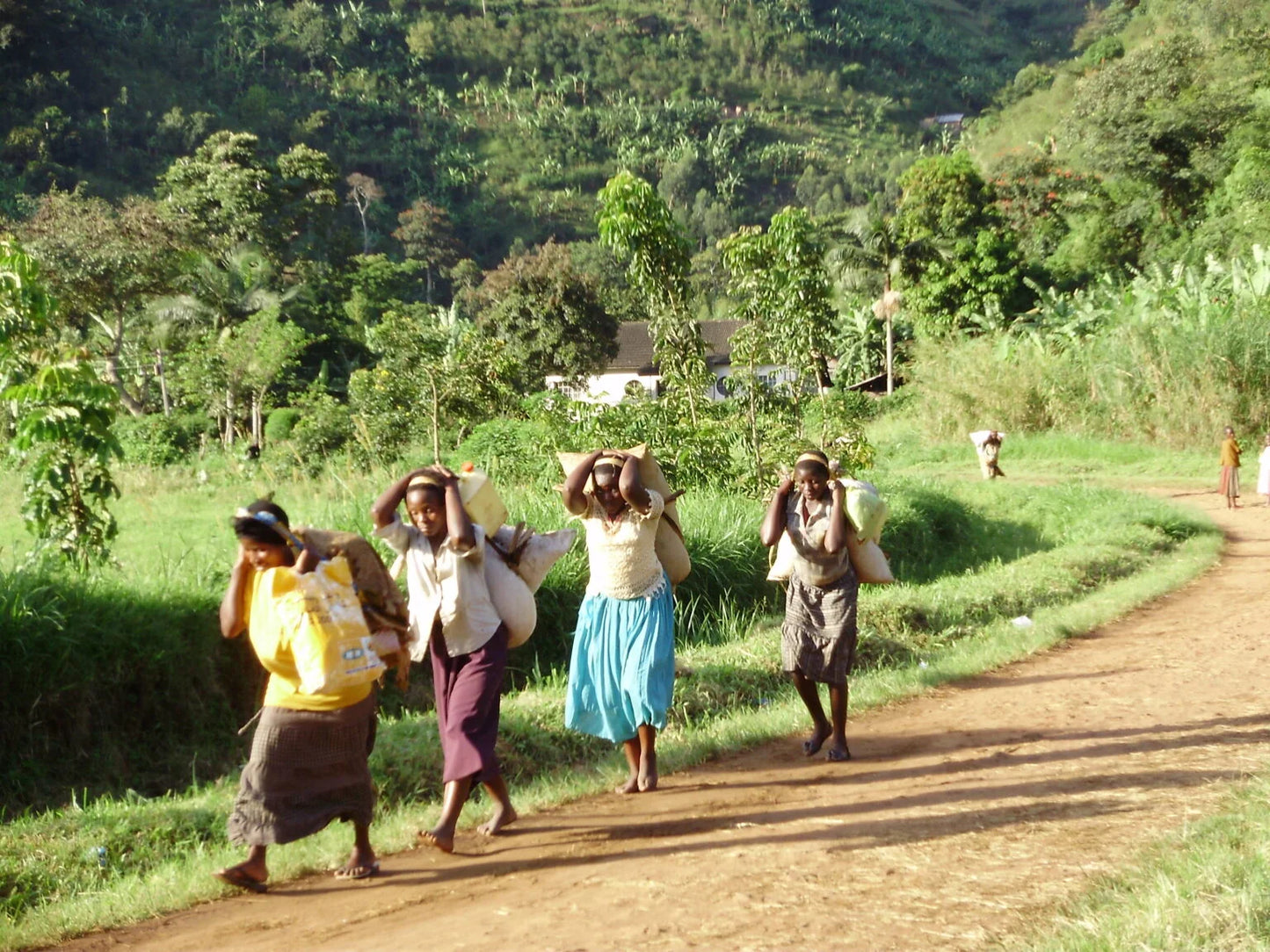 NEW【中深煎り・ぽってり甘いフルーツフレーバー。なめらかな質感で上品な口当たり】ウガンダアフリカンムー ナチュラル シティロースト・150g/500g