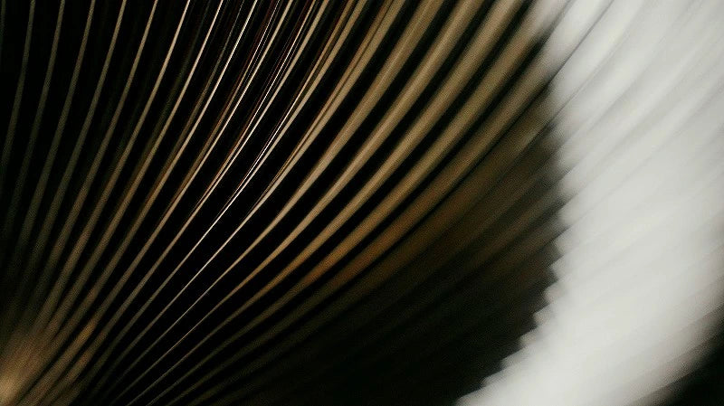 V60 ドリッパー NEO 02（１〜４杯用）